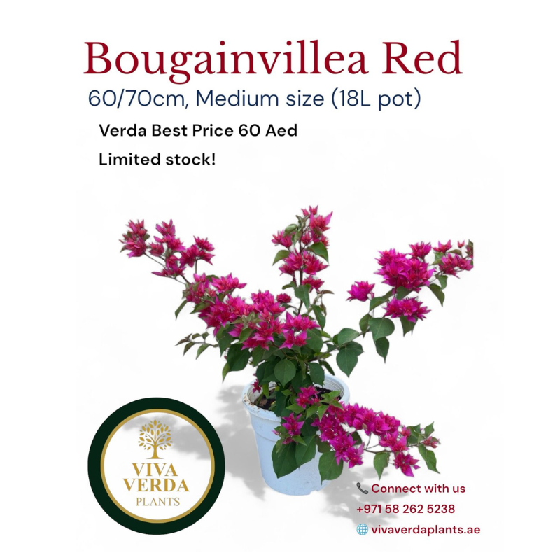 bougainvillea red bougainvillea red