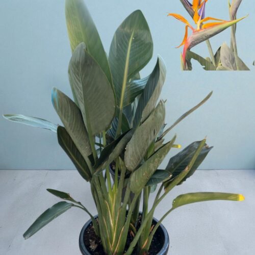 bird of paradise – tropical statement plant