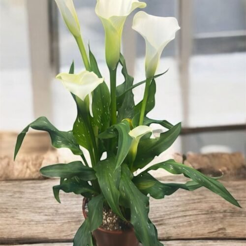 canna lily – tropical color for uae gardens