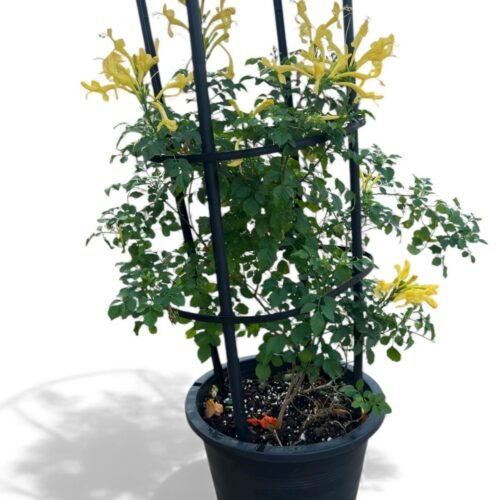 cape honeysuckle – vibrant red & yellow blooms