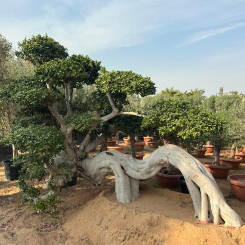 dragon ficus bonsai – multi head