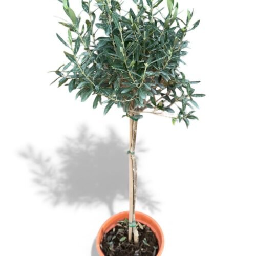 olea europaea – elegant olive tree (90–110cm)