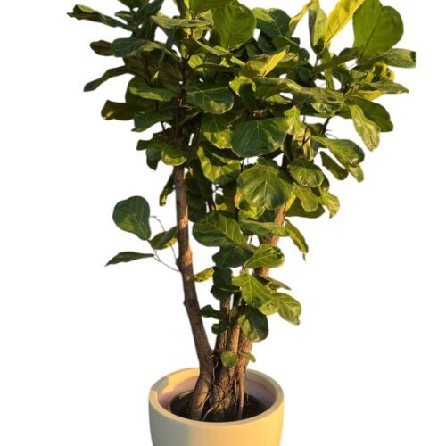 fiddle leaf fig – elegant indoor statement plant