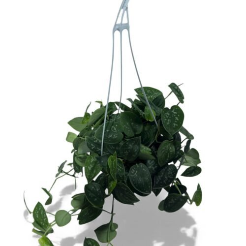 satin pothos decorative hanging plant – elegant indoor greenery