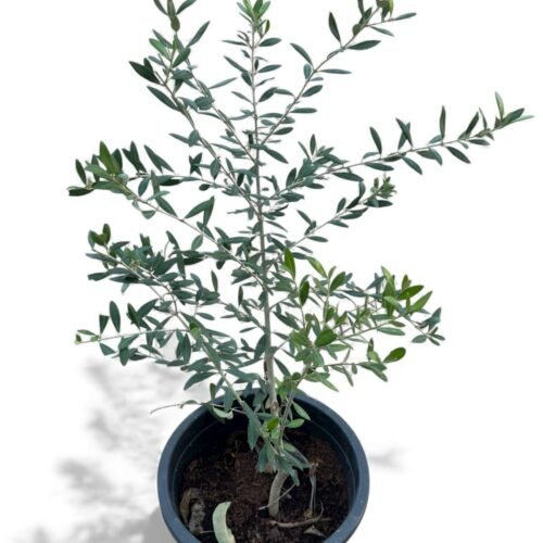 olea europaea olive tree – hardy mediterranean elegance