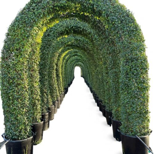 living erithia green arch – premium topiary plant for uae gardens