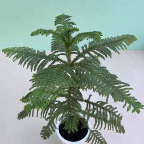 norfolk island pine – outdoor elegance