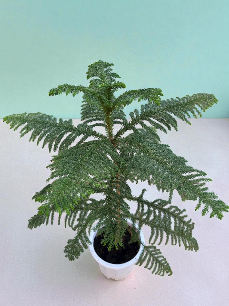 norfolk island pine – outdoor elegance norfolk island pine – outdoor elegance
