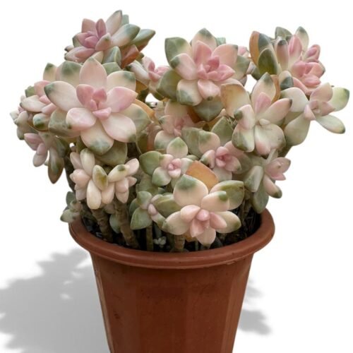 pastel rosette succulent