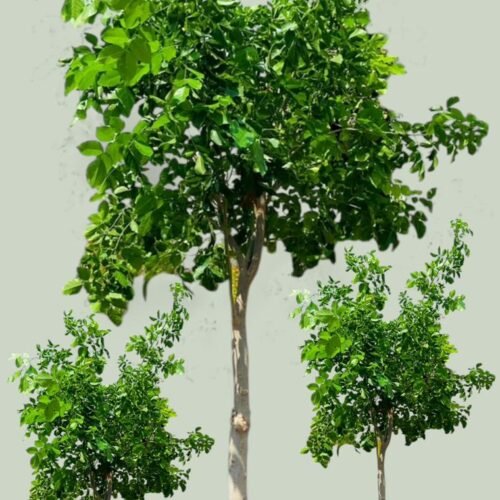 name: pongamia tree – set of 3