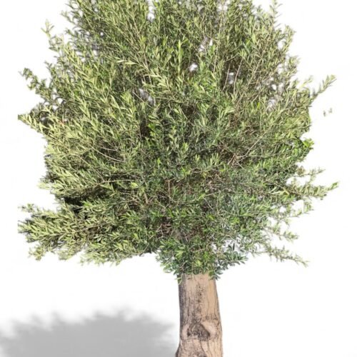 spanish olive tree – 2.2m to 2.5m | thick trunk | timeless mediterranean elegance