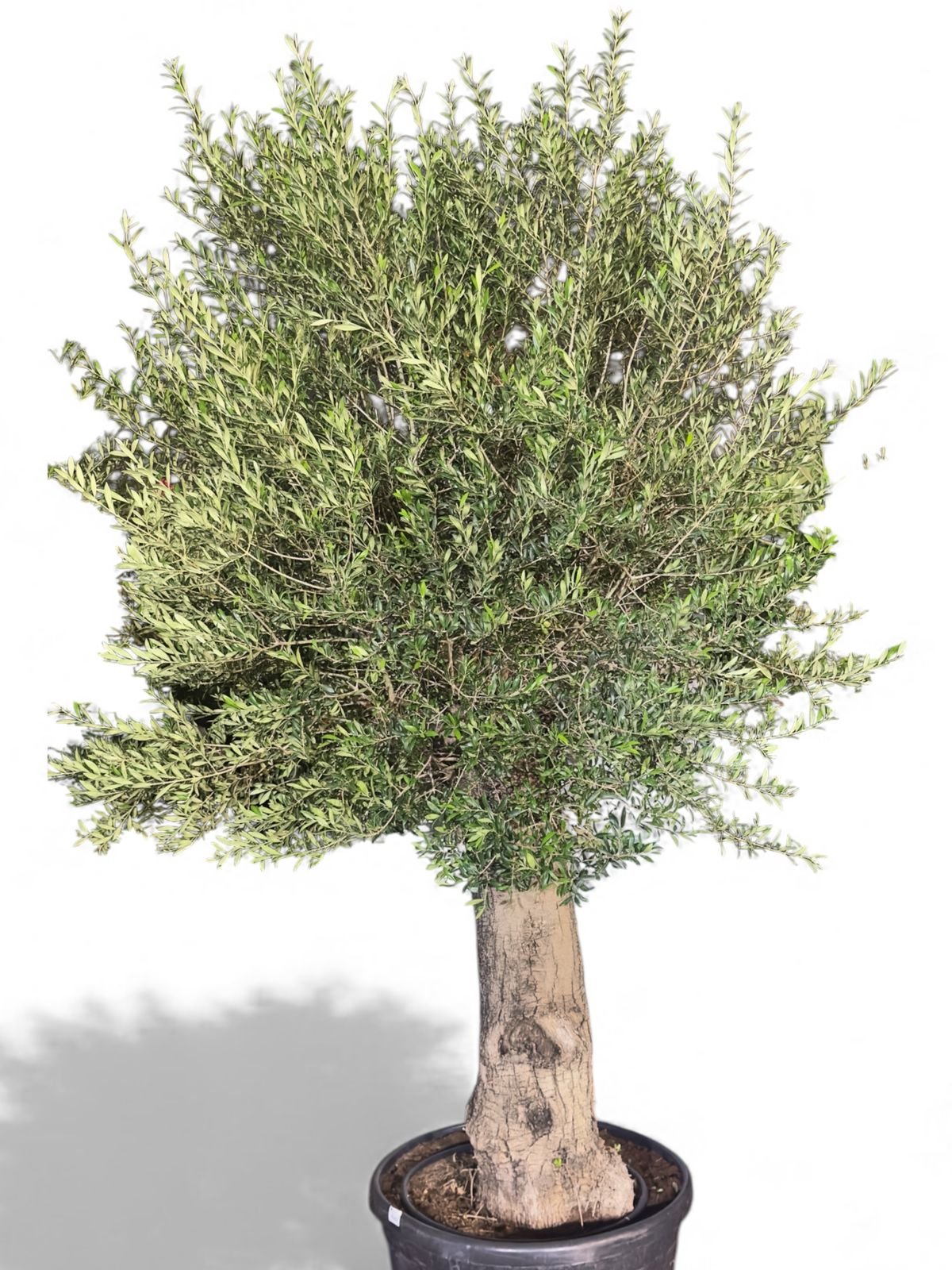 spanish olive tree – 2.2m to 2.5m | thick trunk | timeless mediterranean elegance spanish olive tree – 2.2m to 2.5m | thick trunk | timeless mediterranean elegance