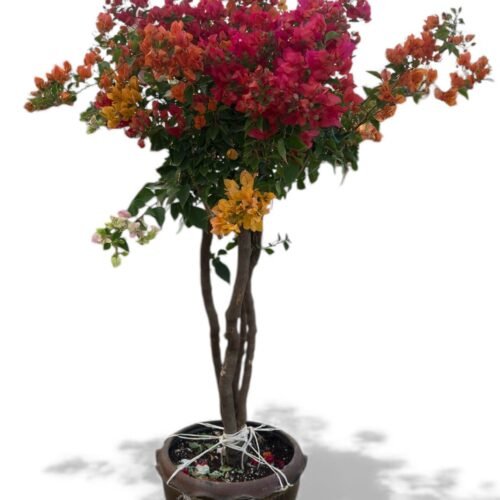 viva verda – thai clay pot bougainvillea (120–140cm)