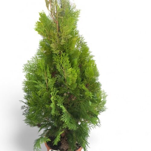 thuja – premium thuja outdoor shrub – heat tolerant garden tree – villa & home landscaping