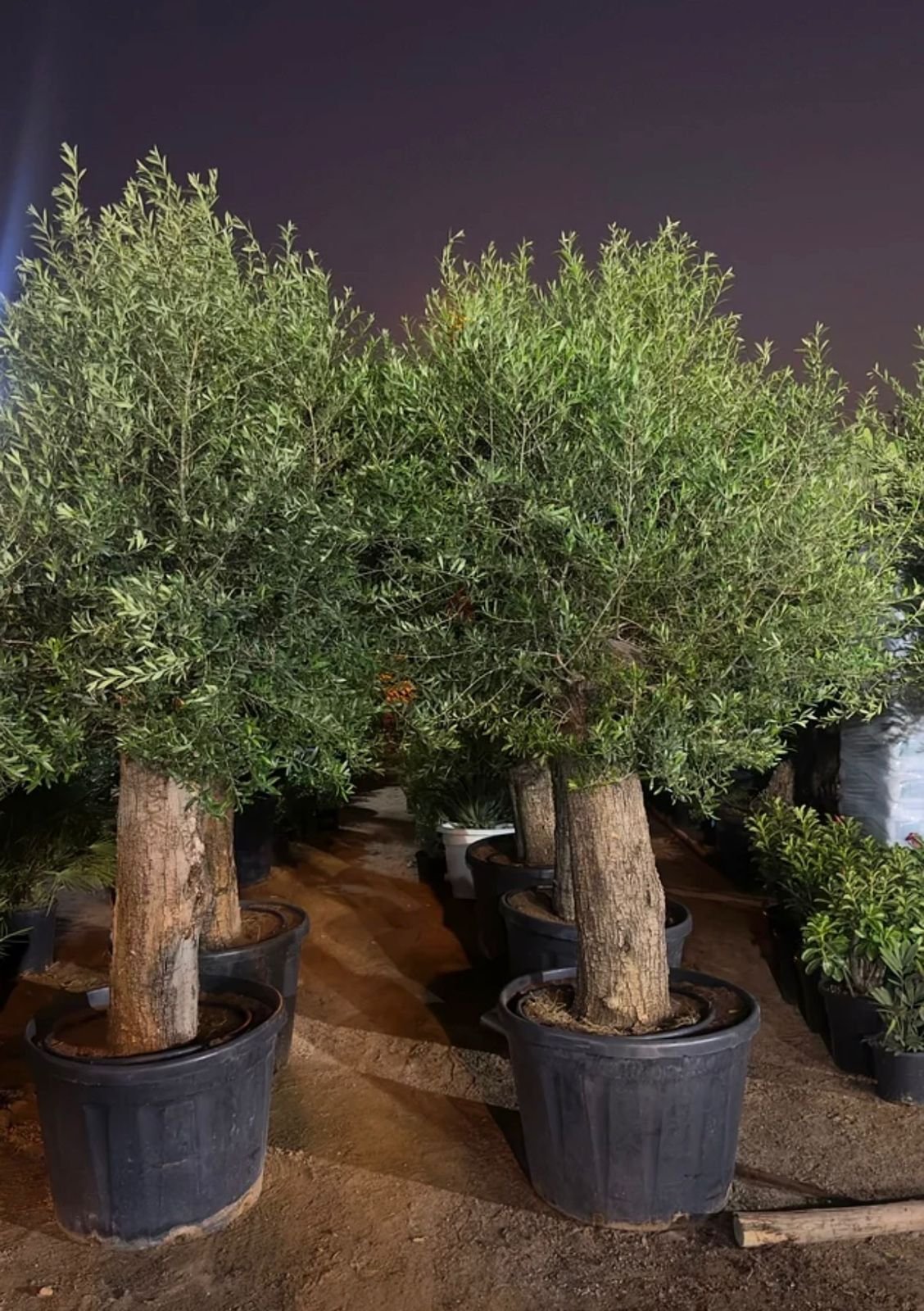 spanish olive tree – 2.2m to 2.5m | thick trunk | timeless mediterranean elegance spanish olive tree – 2.2m to 2.5m | thick trunk | timeless mediterranean elegance