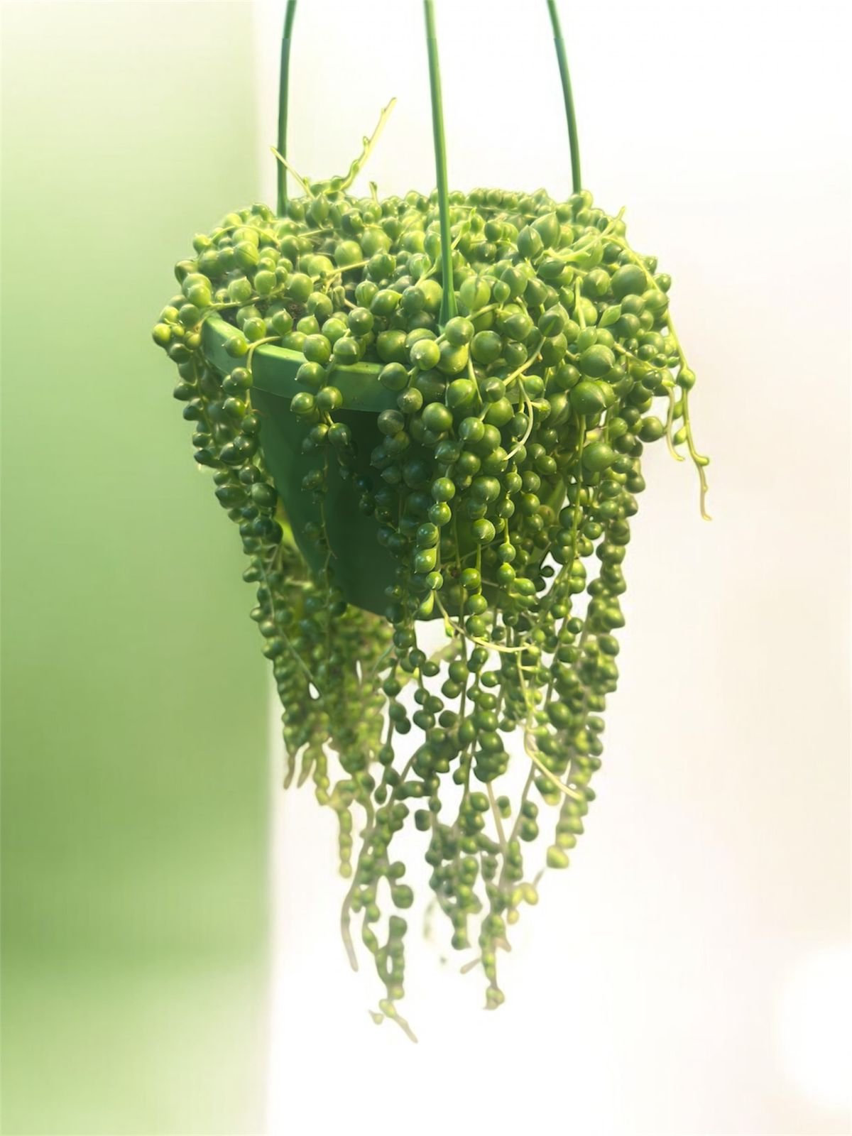 auto draft auto draft