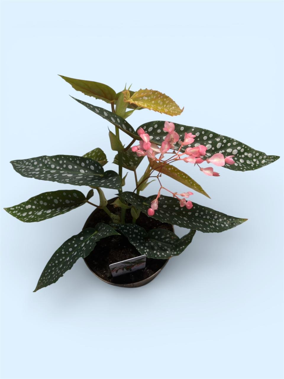 auto draft auto draft