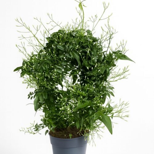 indoor jasmine plant – fragrant flowering houseplant | holland imported jasmine uae