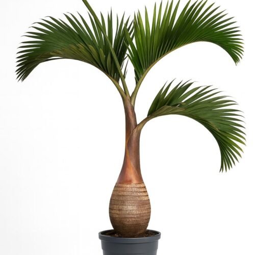 premium bottle palm tree