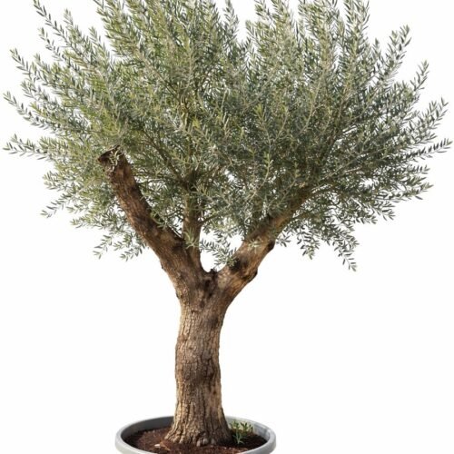 spanish olive tree – premium evergreen in nursery pot (1.5–1.8m, 185mm trunk)