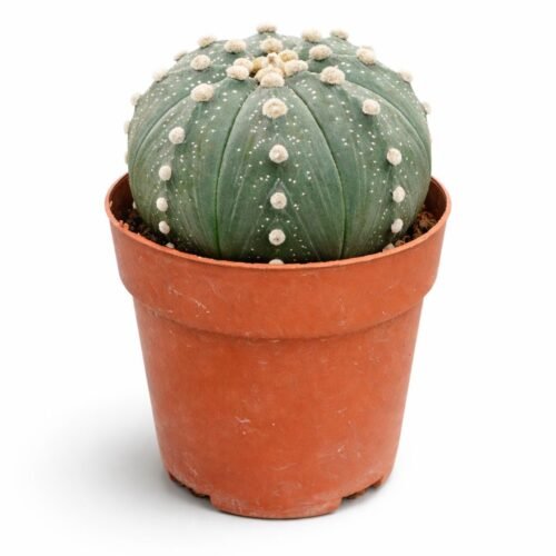 astrophytum asterias cactus 15 20cm – rare star cactus indoor plant