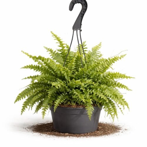 boston fern – nephrolepis exaltata hanging plant