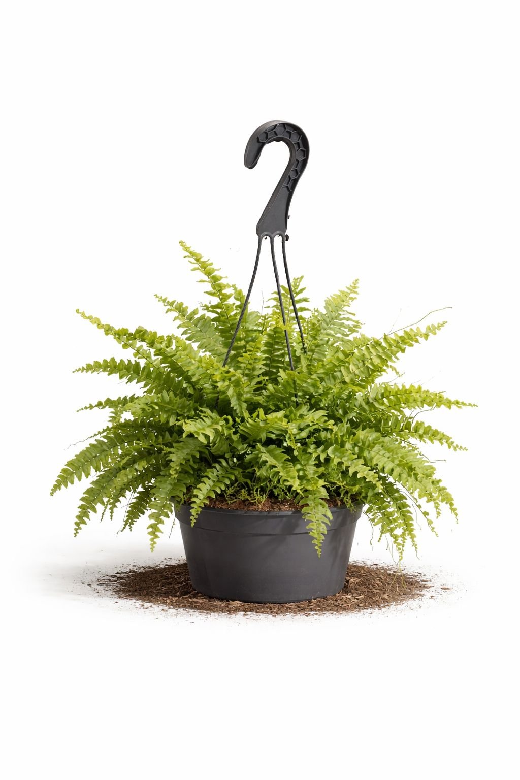 boston fern – nephrolepis exaltata hanging plant boston fern – nephrolepis exaltata hanging plant