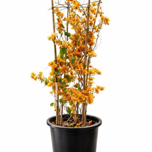 bougainvillea climber 120–140 cm | 30l pot | uae
