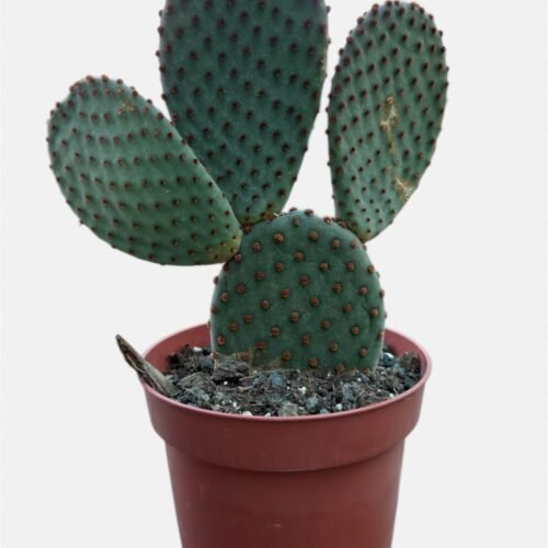 bunny ear cactus (opuntia microdasys) | decorative indoor succulent uae