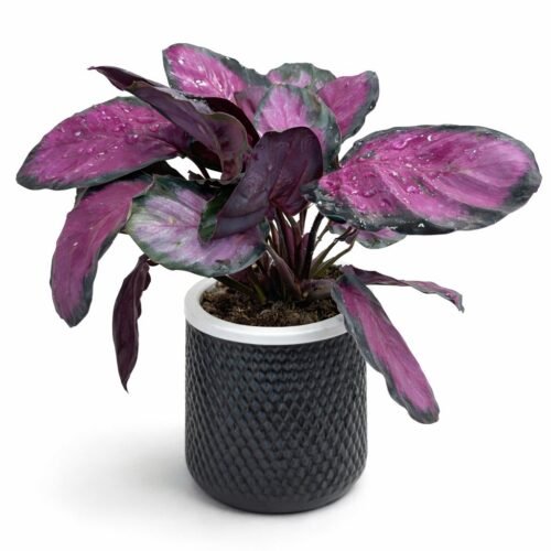 calathea dottie indoor plant 30–40 cm