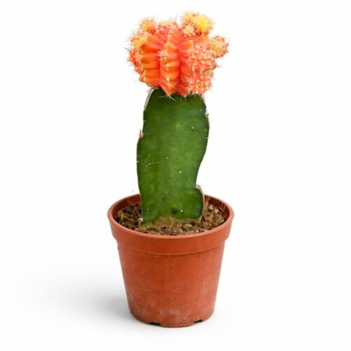 colorful grafted moon cactus live plant 30–40 cm – rare indoor decorative succulent | thailand import