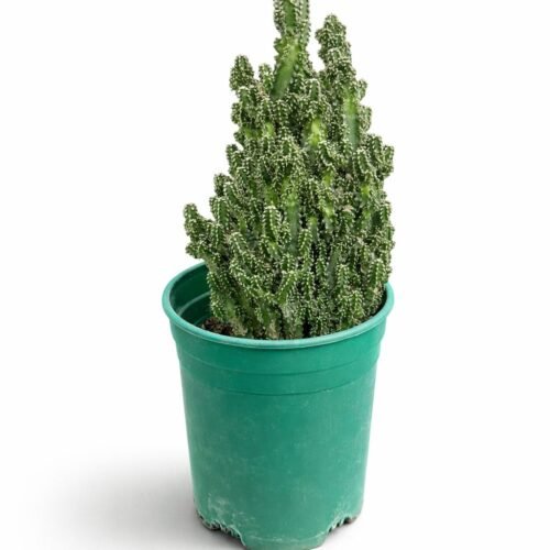 decorative cactus plant in pot – real indoor succulent