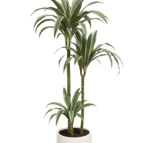 dracaena warneckii multi stem plant | indoor air purifying plant uae