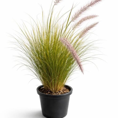 fountain grass plant – pennisetum ornamental grass in pot