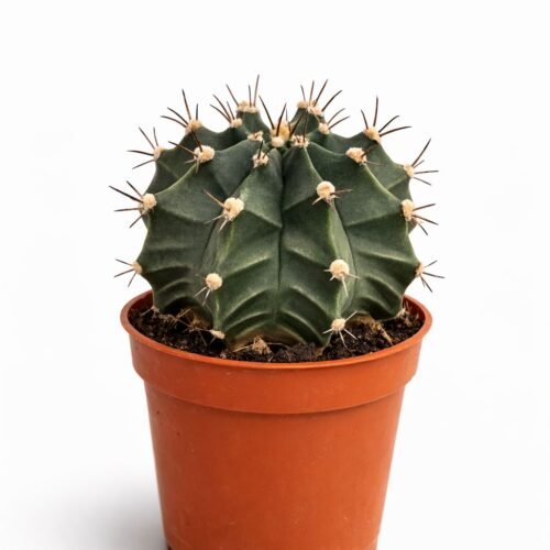 gymnocalycium cactus live plant 15–20 cm