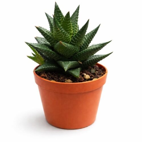 haworthia zebra succulent plant 15–20 cm