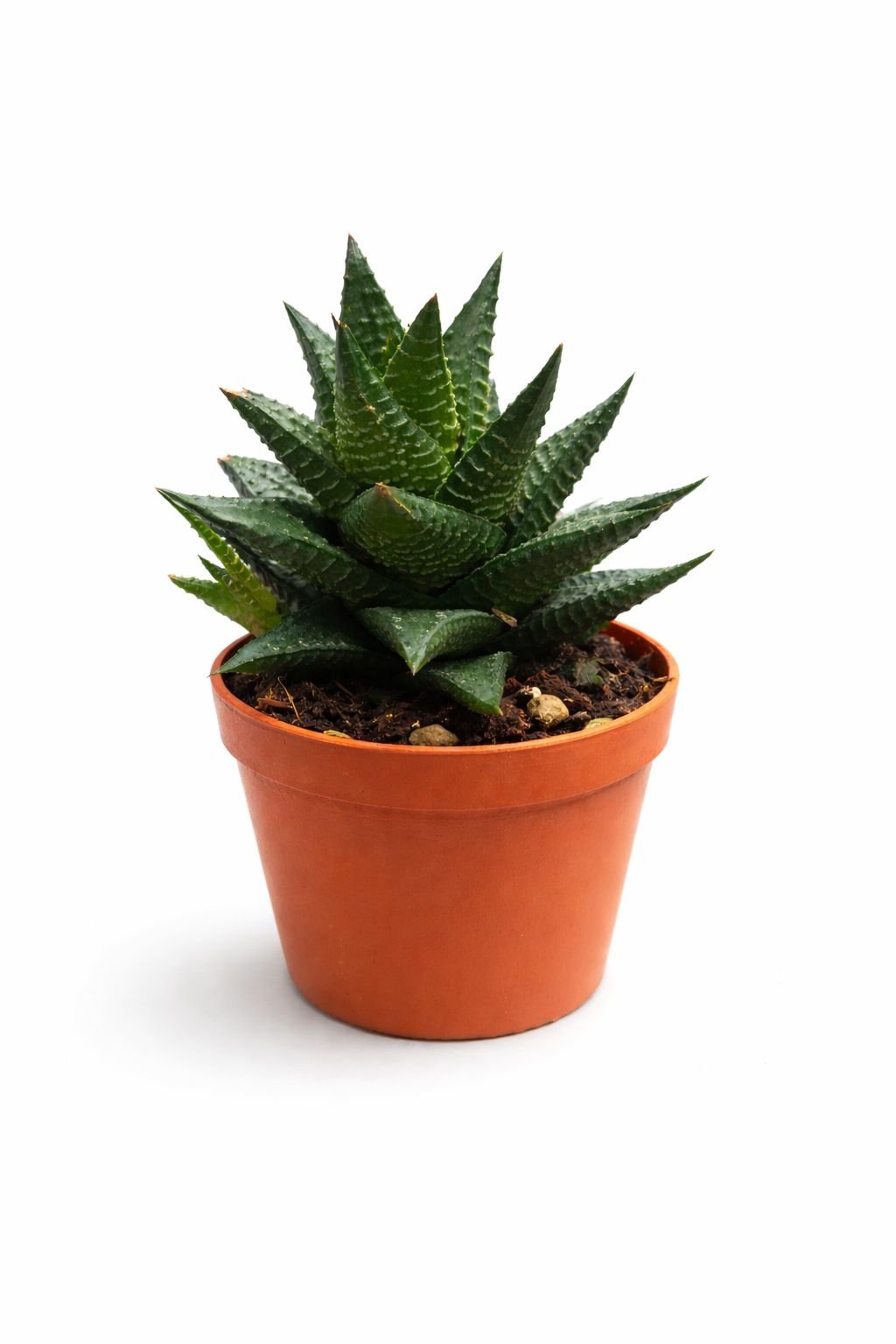 haworthia zebra succulent plant 15–20 cm haworthia zebra succulent plant 15–20 cm