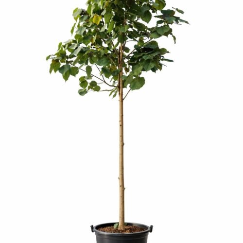 hibiscus tiliaceus (sea hibiscus tree) – healthy outdoor tree in pot