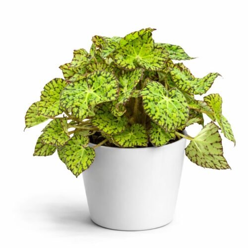 holland green rex begonia plant – premium indoor decorative foliage plant