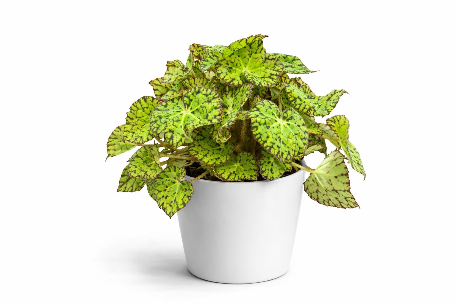holland green rex begonia plant – premium indoor decorative foliage plant holland green rex begonia plant – premium indoor decorative foliage plant