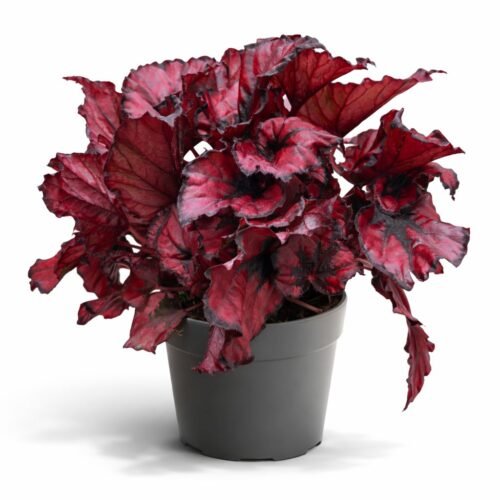 holland red begonia rex plant – premium indoor decorative plant