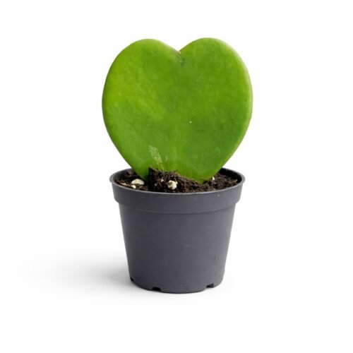 hoya kerrii heart plant