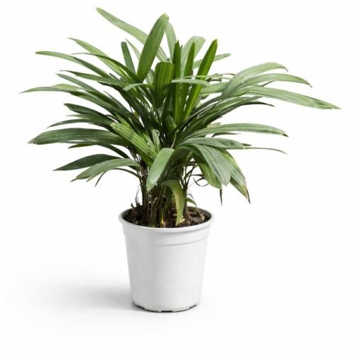 lady palm – rhapis excelsa indoor decorative plant