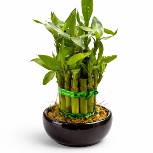 lucky bamboo plant 30 40cm – live indoor feng shui bamboo – china imported