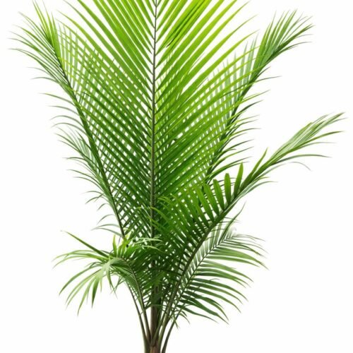 majestic palm tree (ravenea rivularis)