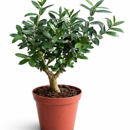 mini olive tree – olea europaea decorative plant