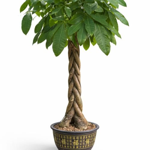 money tree – pachira aquatica braided indoor plant
