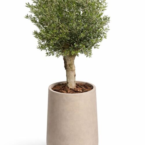 olea europaea olive tree with fiber vase – hardy mediterranean elegance