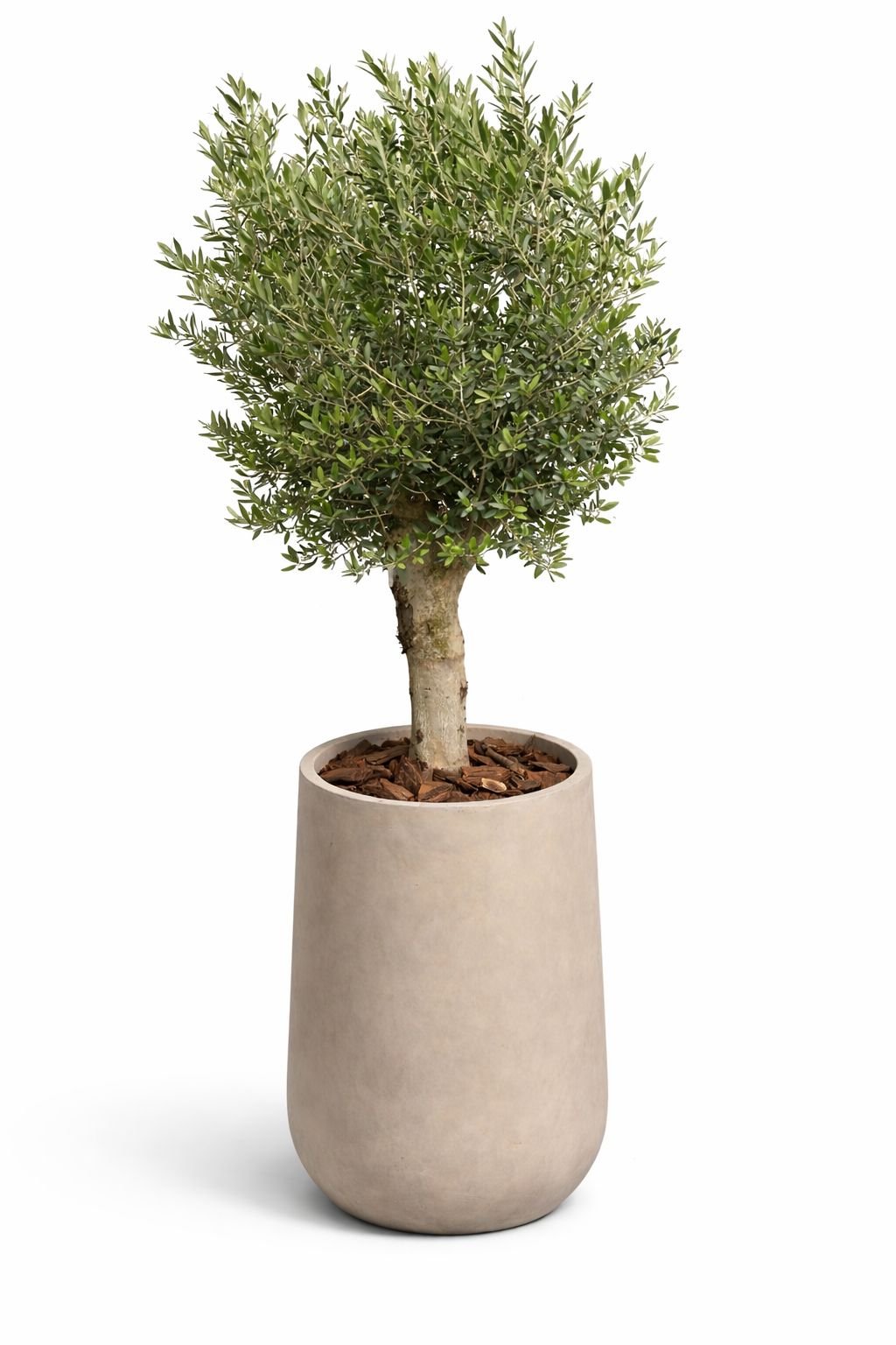 olea europaea olive tree with fiber vase – hardy mediterranean elegance olea europaea olive tree with fiber vase – hardy mediterranean elegance