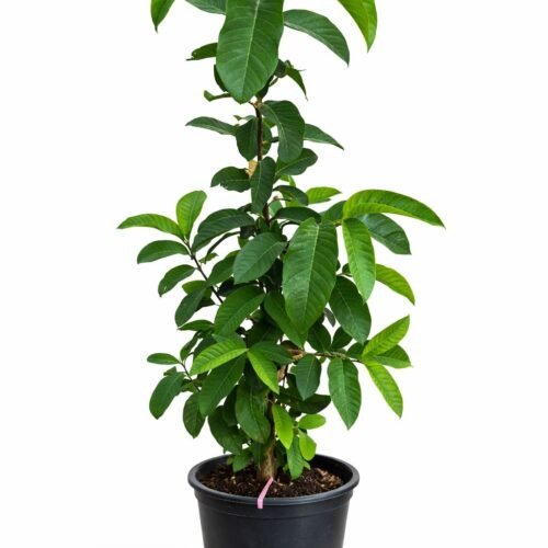 pakistani guava plant (psidium guajava) – live tropical fruit tree 100–120 cm